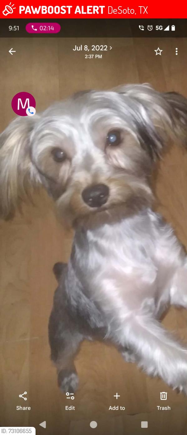 Lost Female Dog last seen Cedar ridge, DeSoto, TX 75115