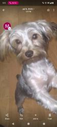 Lost Female Dog last seen Cedar ridge, DeSoto, TX 75115
