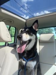 Found/Stray Female Dog last seen Morris Neighborhood, KCK, Kansas City, KS 66106