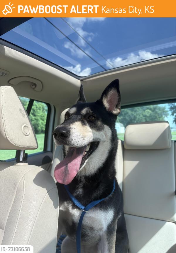 Found/Stray Female Dog last seen Morris Neighborhood, KCK, Kansas City, KS 66106