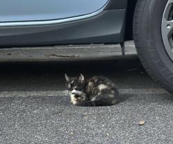 Found/Stray Unknown Cat last seen Wade Avenue, Raleigh, NC 27608