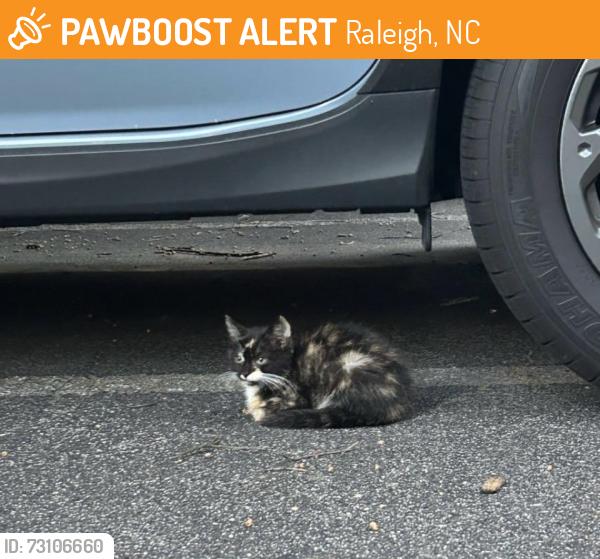 Found/Stray Unknown Cat last seen Wade Avenue, Raleigh, NC 27608