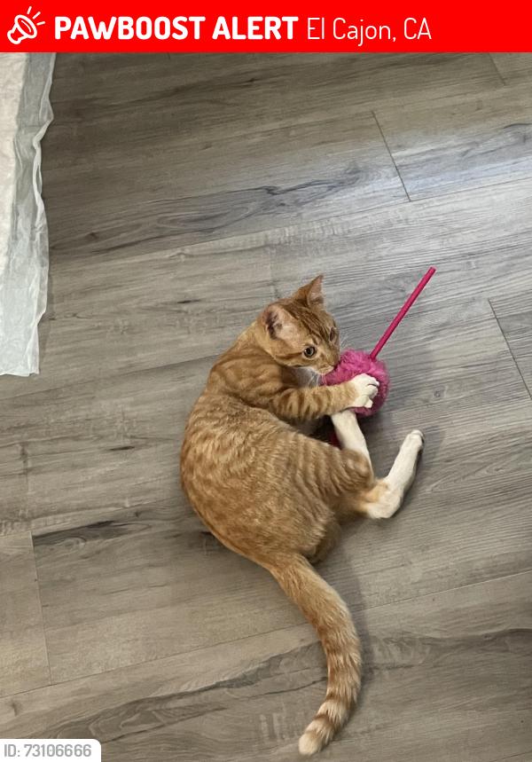 Lost Male Cat last seen Near highway 8 buisness, El Cajon, CA 92021