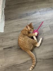 Lost Male Cat last seen Near highway 8 buisness, El Cajon, CA 92021