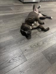 Found/Stray Male Dog last seen Sonnet drive and foxfire Rd, Fayetteville, NC 28303