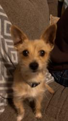 Lost Male Dog last seen Sebastian way, Concord, NC 28025