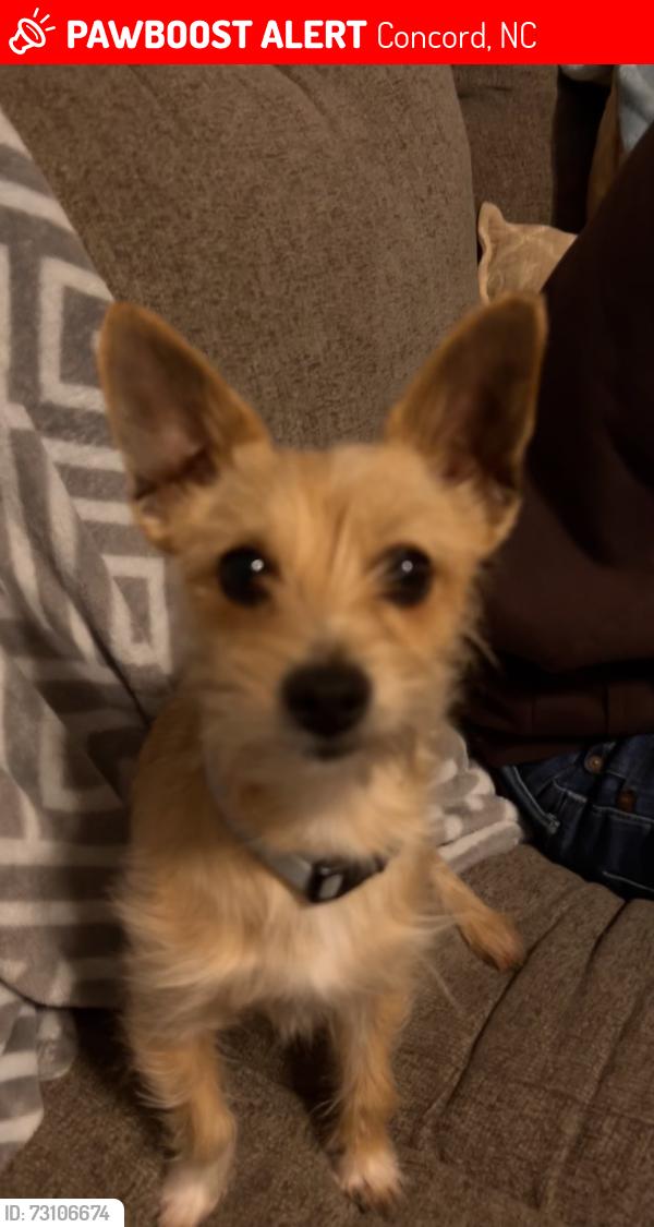 Lost Male Dog last seen Sebastian way, Concord, NC 28025