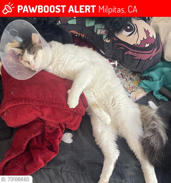 Lost Male Cat last seen Milpitas Library, Milpitas, CA 95035