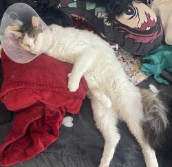 Lost Male Cat last seen Milpitas Library, Milpitas, CA 95035