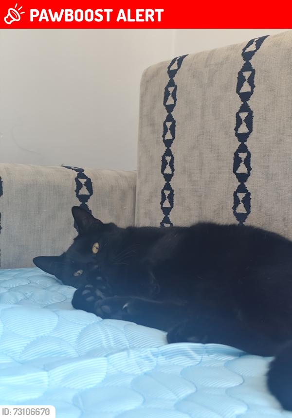 Lost Male Cat last seen Eccles allotments , Eccles, England ME20 7HL