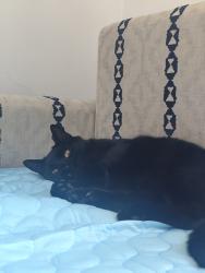 Lost Male Cat last seen Eccles allotments , Eccles, England ME20 7HL