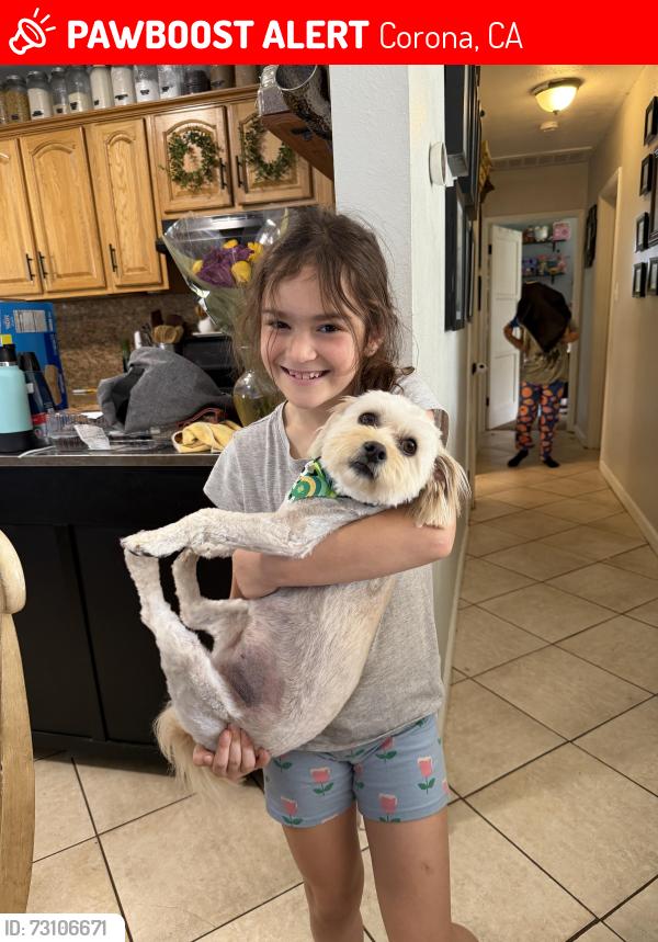 Lost Female Dog last seen Via Bernardo, Corona, CA 92882