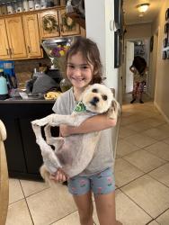 Lost Female Dog last seen Via Bernardo, Corona, CA 92882