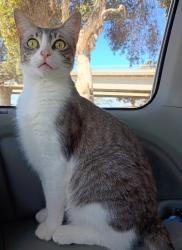 Reunited Female Cat last seen Near Newport Ave, San Diego, CA 92107, San Diego, CA 92107