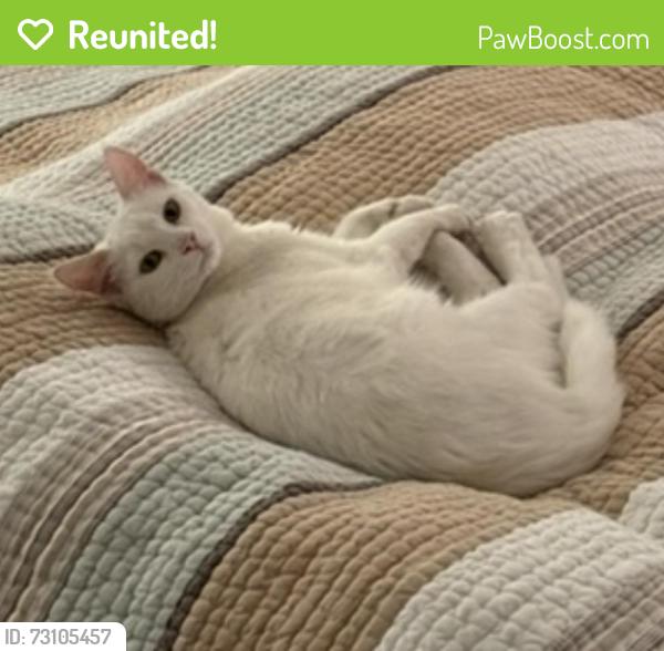 Reunited Female Cat last seen Drysdale, San Jose, CA 95124