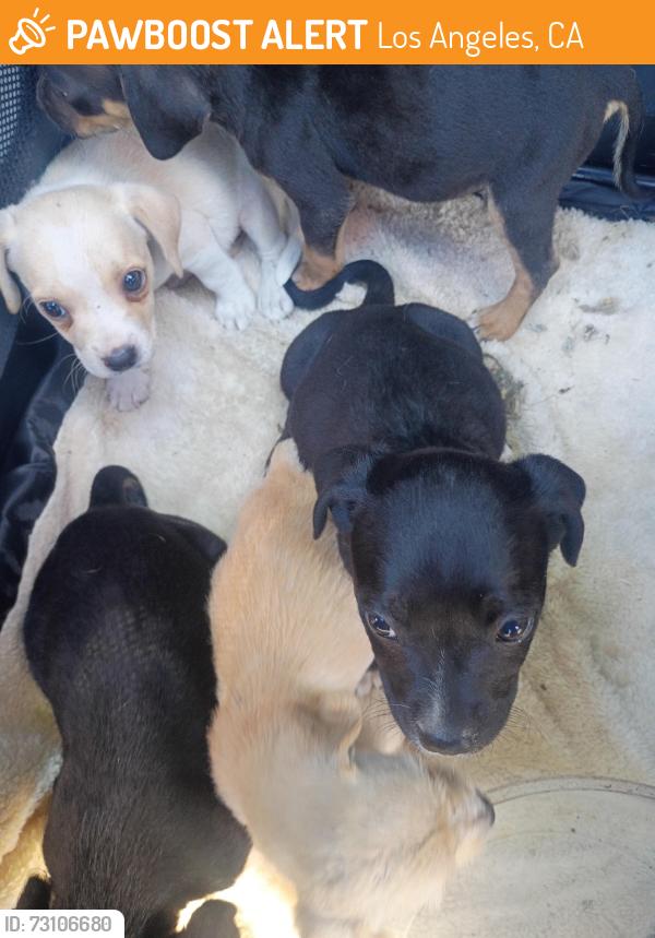 Found/Stray Unknown Dog last seen Near and Compton Ave, Los Angeles, CA 90002