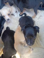 Found/Stray Unknown Dog last seen Near and Compton Ave, Los Angeles, CA 90002