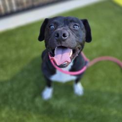 Shelter Stray Male Dog last seen , 328 Furman Hall Rd, Greenville, SC 29609, USA