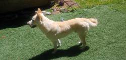 Found/Stray Male Dog last seen above Elbe, Elbe, WA 98330