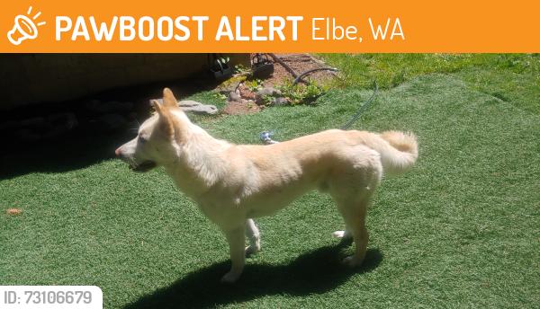Found/Stray Male Dog last seen above Elbe, Elbe, WA 98330