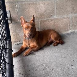 Shelter Stray Male Dog last seen , 3040 FL-590, Clearwater, FL 33759, USA