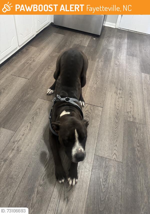 Found/Stray Male Dog last seen Sonnet dr and Foxfire rd, Fayetteville, NC 28303