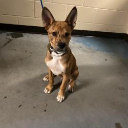 Shelter Stray Male Dog last seen , 2350 Appling City Cove, Memphis, TN 38133, USA