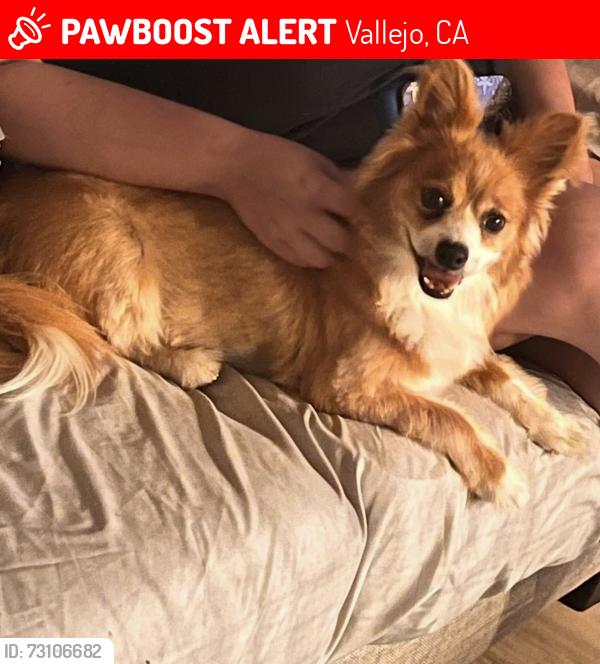 Lost Male Dog last seen Hanns park tail, Vallejo, CA 94591