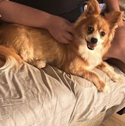 Lost Male Dog last seen Hanns park tail, Vallejo, CA 94591