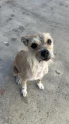 Found/Stray Female Dog last seen Highland and waterman Ave, San Bernardino, CA 92415