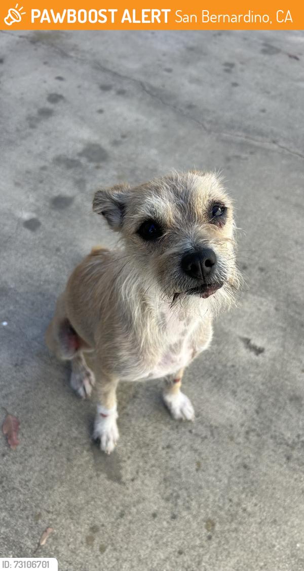 Found/Stray Female Dog last seen Highland and waterman Ave, San Bernardino, CA 92415