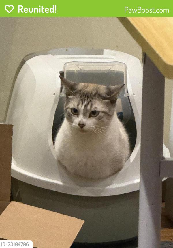 Reunited Male Cat last seen Eldred King Woodlands, Whitchurch-Stouffville, ON L4A 3M5