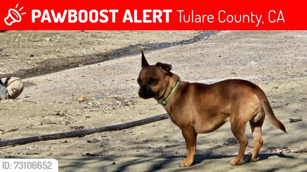 Lost Male Dog last seen Near & Mehrten Drive, Tulare County, CA 93221