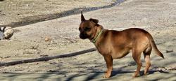 Lost Male Dog last seen Near & Mehrten Drive, Tulare County, CA 93221