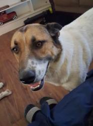 Reunited Male Dog last seen Rosamond Blvd, Rosamond, CA, USA, Rosamond, CA 93560