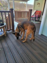 Found/Stray Female Dog last seen Cascade and San marcos blvd, San Marcos, CA 92078