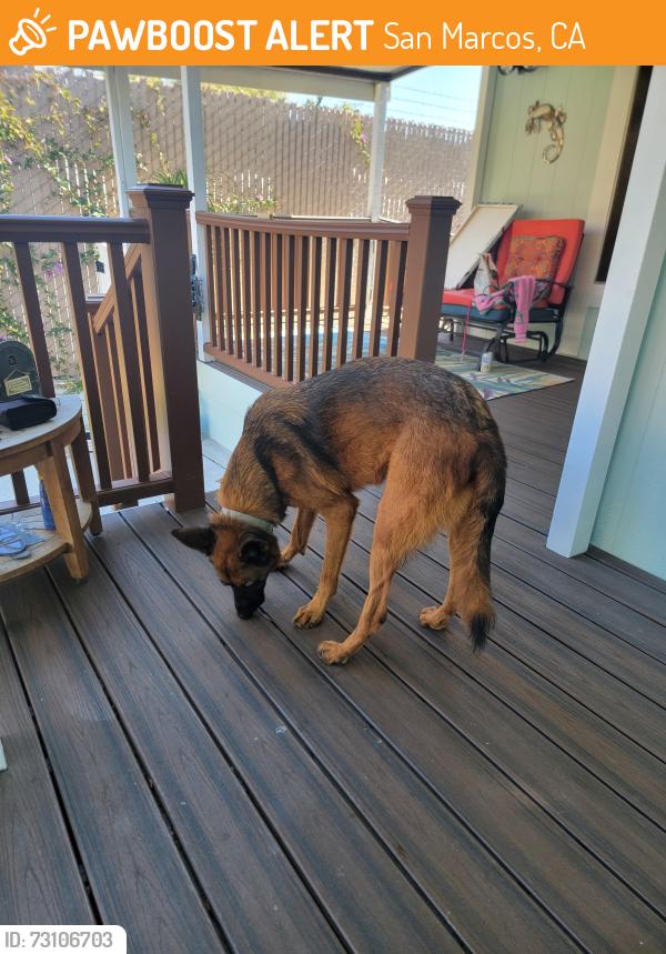 Found/Stray Female Dog last seen Cascade and San marcos blvd, San Marcos, CA 92078