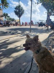Reunited Male Dog last seen 62nd and 127sw/ 62nd 128th, Miami, FL 33183
