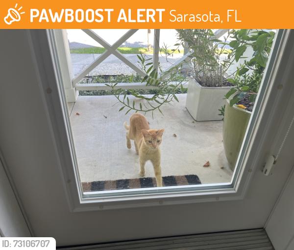 Found/Stray Unknown Cat last seen Goodrich Avenue between seventh and eighth, Sarasota, FL 34236