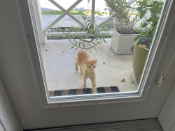 Found/Stray Unknown Cat last seen Goodrich Avenue between seventh and eighth, Sarasota, FL 34236