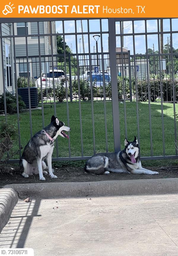 Found/Stray Female Dog last seen Timber meadow apmts and bammel, Houston, TX 77066