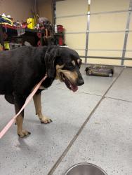 Found/Stray Female Dog last seen Golf links and houghton, Tucson, AZ 85730