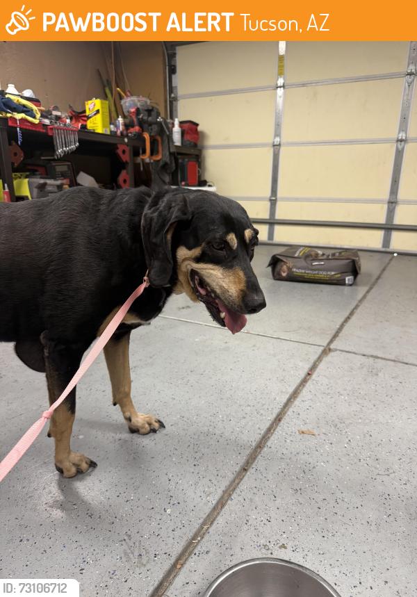 Found/Stray Female Dog last seen Golf links and houghton, Tucson, AZ 85730