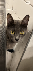 Lost Female Cat last seen 3rd street, Reno, NV 89501