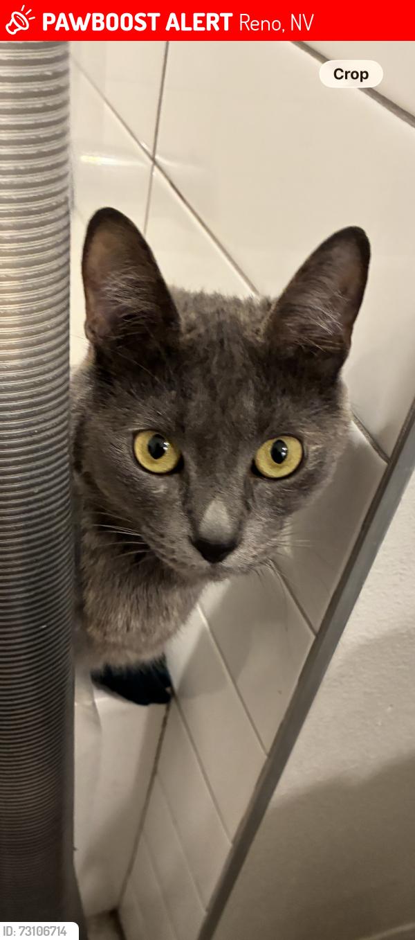 Lost Female Cat last seen 3rd street, Reno, NV 89501