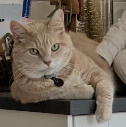 Reunited Male Cat last seen Stanton Ave & SW 26th St, Des Moines, North of the airport, Des Moines, IA 50321