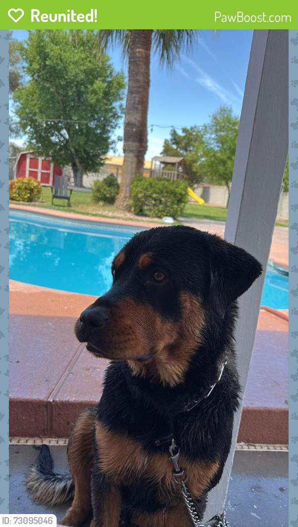 Reunited Male Dog last seen Ann and Durango, Las Vegas Valley, NV 89149