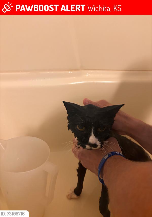 Lost Male Cat last seen Near w kent, Wichita, KS 67209