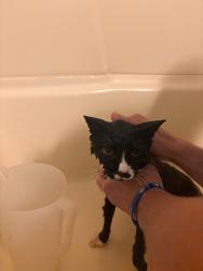Lost Male Cat last seen Near w kent, Wichita, KS 67209
