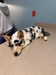 Lost Male Dog last seen Williamson Rd and Coyle Rd, Fort Myers, FL 33905